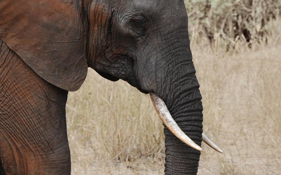 The Army's research on elephants' bomb-sniffing capabilities cost $50,000 out of the a total annual research budget of $5.6 billion.