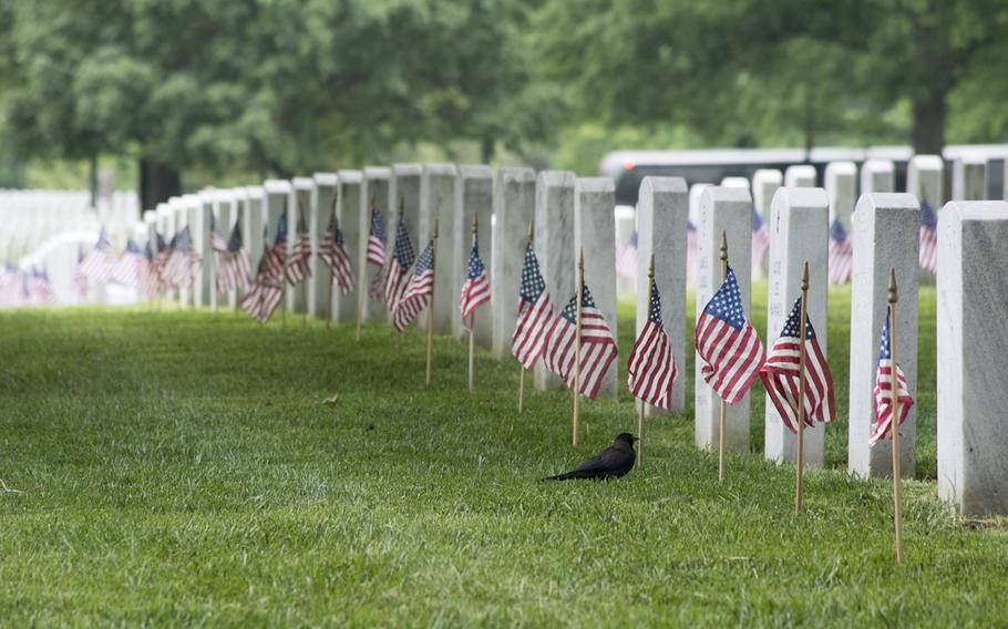 A bird checks out the American flag placed at a headstone at Arlington National Cemetery on Thursday, May 21, 2015, as part of the Flags-In. Every headstone in the cemetery had a flag placed at it by the Old Guard. 