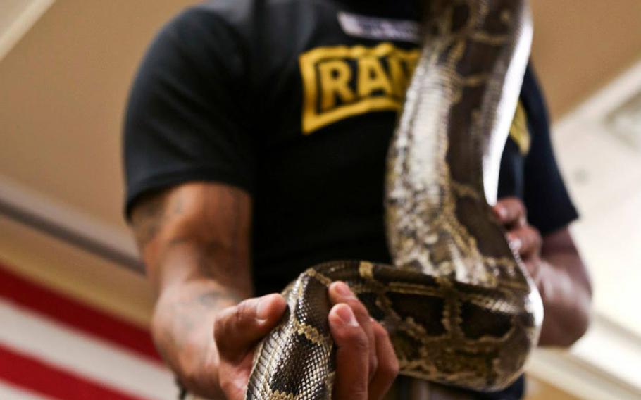 Army Sgt. 1st Class Brian Thomas displays a large python during an event at Hurlburt Field, Fla., on April 4, 2015.
