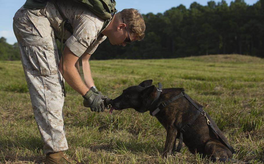 Cpl. Dustin Rollins, a combat tracker with Military Working Dog Platoon, 2nd Law Enforcement Battalion, II Marine Expeditionary Force Headquarters Group, gives his dog Nicky a drink from his canteen aboard Marine Corps Base Camp Lejeune, N.C., Oct. 9, 2014. The dog had successfully tracked the scent of a Marine during tracker and patrol training. Rollins is from Richmond, Ky. 