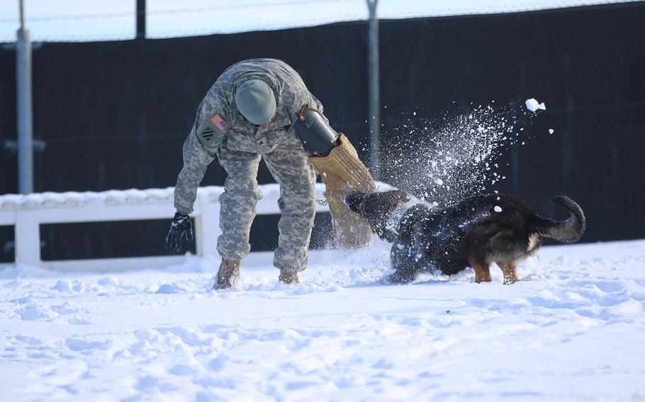 Sgt. Earl Thomas, a military working dog handler with the 525th Military Police Detachment out of Wiesbaden, Germany, plays the decoy as Spc. Hundi, a an explosive detection working dog, bites down on the wrap during bite training at Camp Bondsteel, Kosovo, Jan. 15, 2015. 