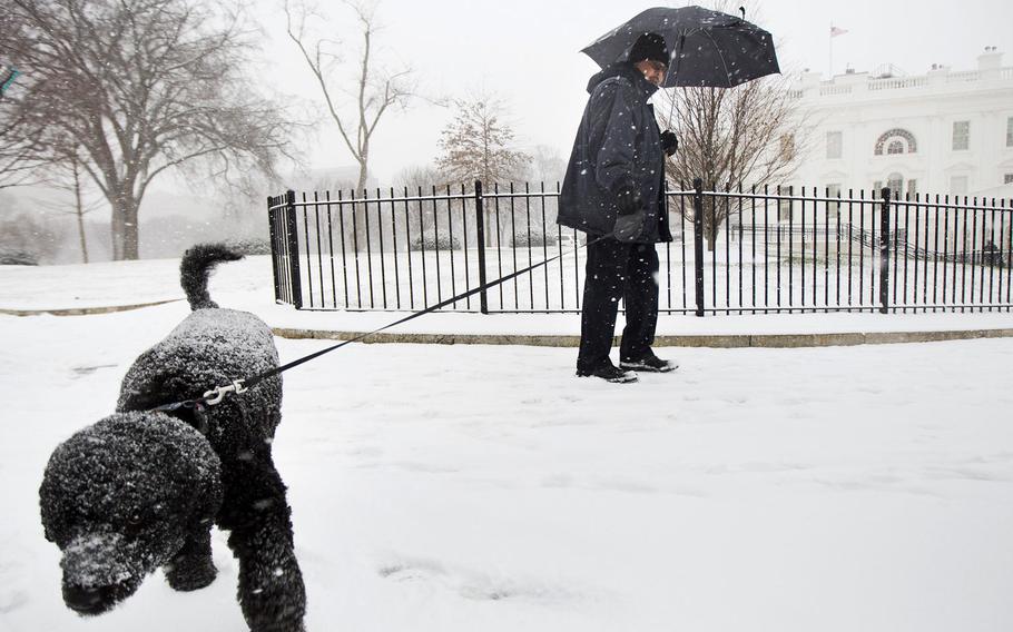 Presidential dog Sunny is walked by a handler outside the White House in Washington, Friday, Jan. 22, 2016. The Nation's Capital hunkers down in preparation for a major snowstorm expected to begin later today and with food and supplies vanished from store shelves, five states and the District of Columbia declared states of emergency ahead of the slow-moving system.