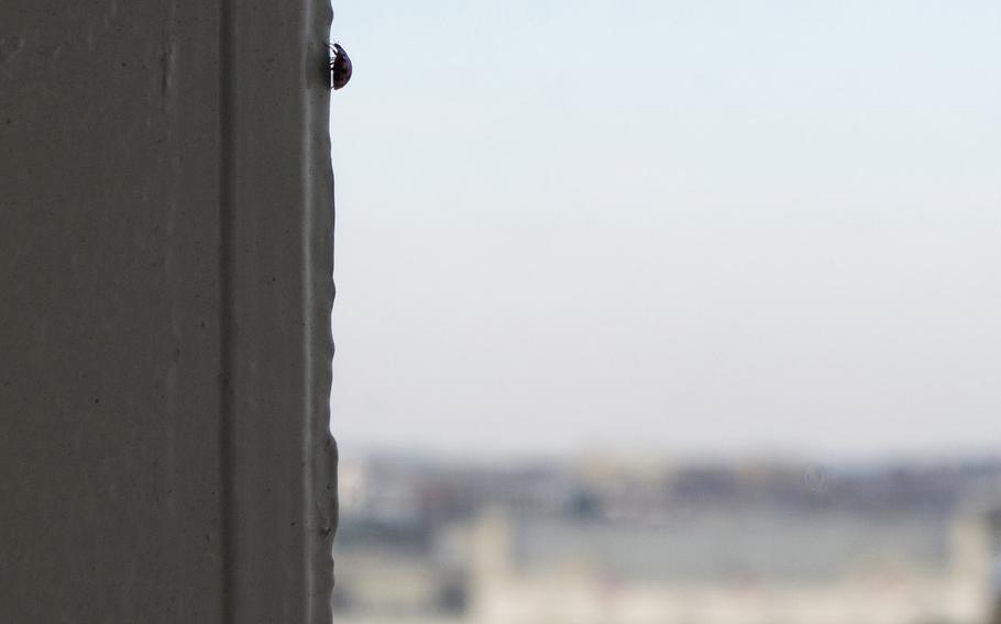  Even high up in the Capitol dome, a lady bug finds a place to crawl.