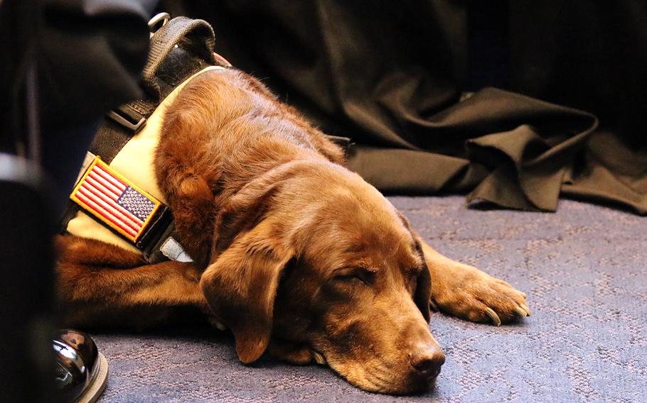 Military working dog Coffee takes a nap at the American Humane's K-9 Medal of Courage Awards on Capitol Hill on Oct. 11, 2017.