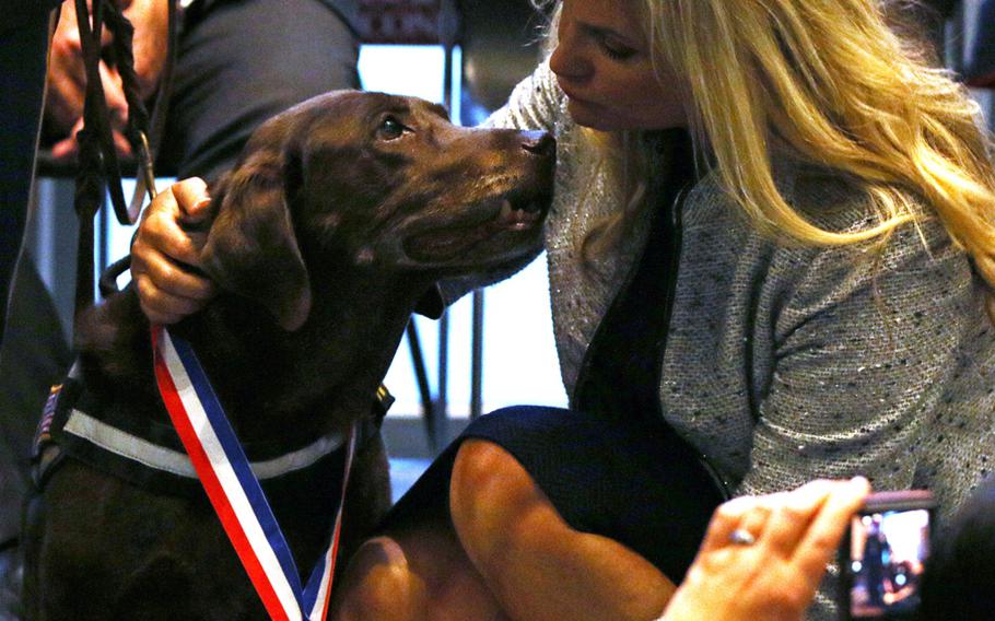 Military working dog Coffee receives his medal from Robin Ganzert at the American Humane's K-9 Medal of Courage Awards on Capitol Hill on Oct. 11, 2017.