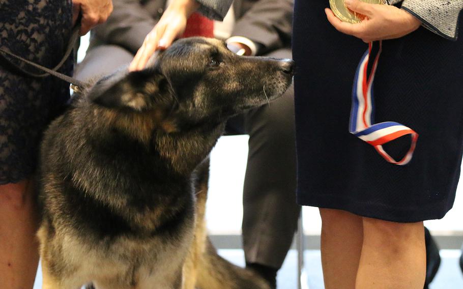 Military working dog Capa receives a medal from Robin Ganzert at the American Humane's K-9 Medal of Courage Awards on Capitol Hill on Oct. 11, 2017.