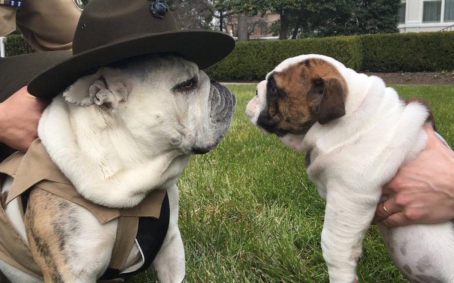 Chesty XIV and his successor at Marine Corps Barracks Washington, Chesty XV.