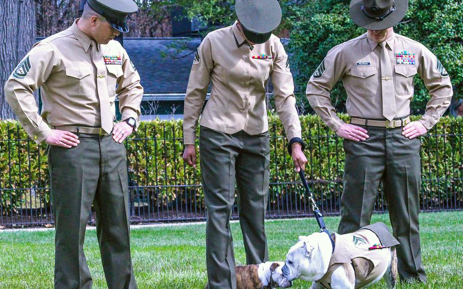 A changing of the guard took place at Marine Barracks Washington between two Marine Corps mascots on Monday, March 19, 2018. Chesty XV, left, is welcomed by Chesty XIV.