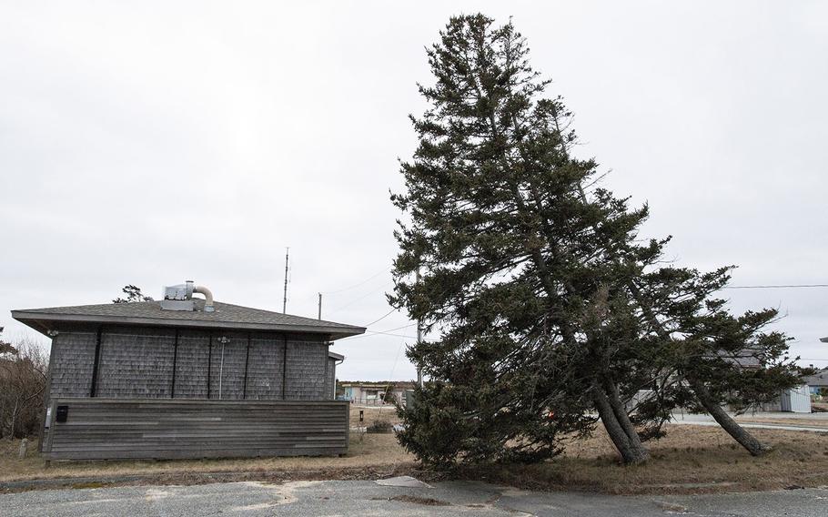 Tilted trees at the former North Truro Air Force Station on Cape Cod, in January, 2019 show the effects of wind on the location high above the Atlantic Ocean.