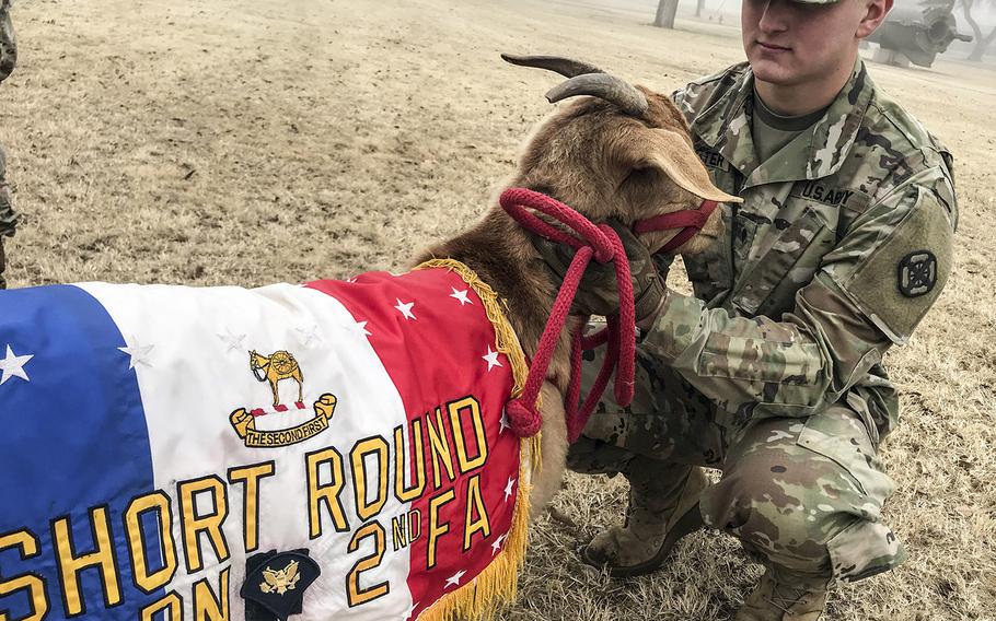 Spc. Austin Hester, Battery A, 2nd Battalion, 2nd Field Artillery, looks at Short Round's equipment following the goat's promotion to specialist Feb. 5, 2019, at Fort Sill, Okla. Short Round serves as the battalion's mascot alongside a donkey named Big Deuce.