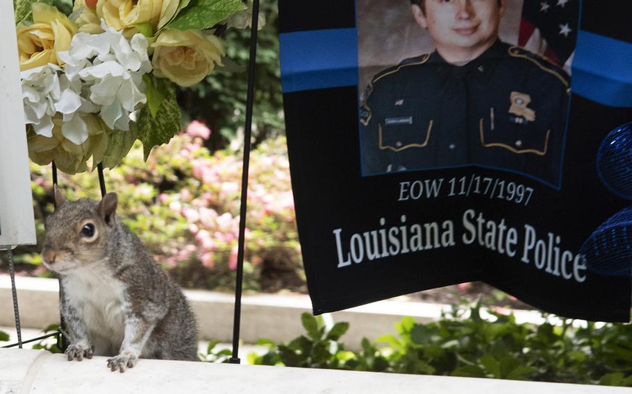 A squirrel intrudes on the memorials during National Police Week at the National Law Enforcement Officers Memorial in Washington, D.C., May 14, 2019.