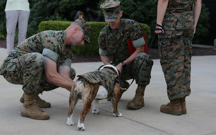 Chesty XV is promoted to lance corporal during a ceremony Aug. 1 at Marine Barracks Washington, D.C. The pedigree English bulldog is the mascot of the Marine Corps.