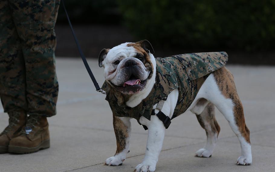 Following his promotion ceremony on Aug. 1, Lance Cpl. Chesty XV celebrated with an extra treat at dinner. The nearly 2-year-old pedigree English bulldog is the mascot of the Marine Corps.