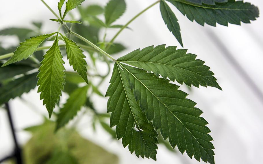 A marijuana plant growing in at a cultivation business in Adelanto, Calif.