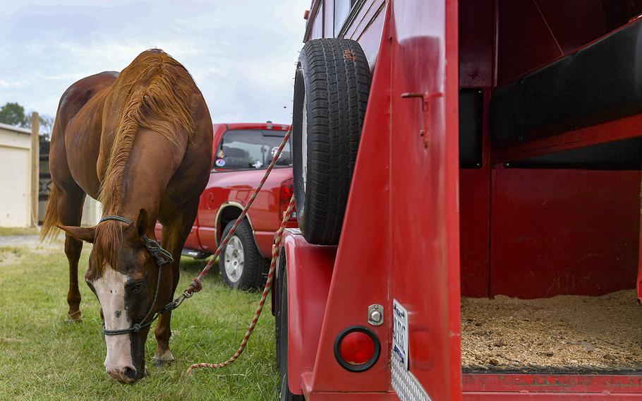 Dollar, a horse kept at the Langley Air Force Base stables, waits to be loaded onto a trailer September 5, 2019 at Joint Base Langley-Eustis, Va. Dollar and the other horses were evacuated in preparation for Hurricane Dorian, along with supplies such as feed, water buckets and medical supplies.