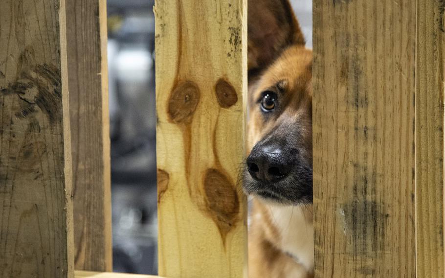 A dog peeks out from its crate at the pet-friendly Wallace Creek Fitness Center shelter which was set up in advance of Hurricane Dorian at Marine Corps Base Camp Lejeune, Sept. 5, 2019.