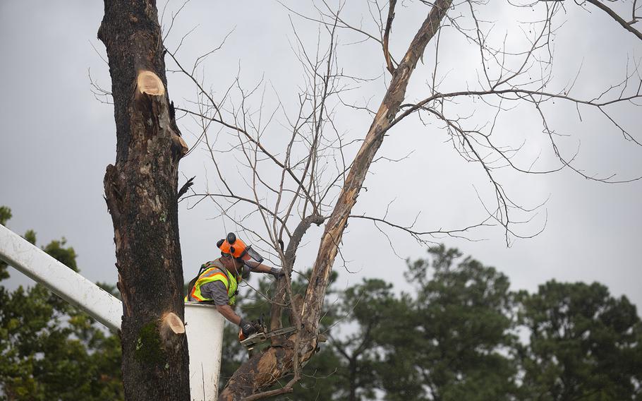 A crew member with State Tree Services from Sumter, South Carolina, removes an unstable tree near base housing ahead of Hurricane Dorian's arrival at Marine Corps Base Camp Lejeune, N.C., Sept. 5, 2019.