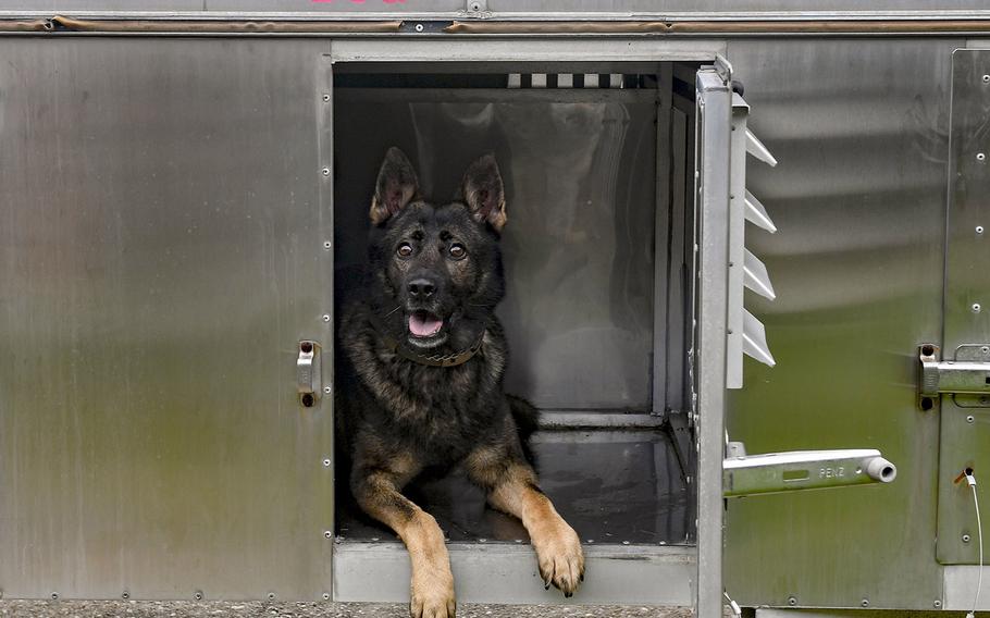 Rony, a 633rd Security Forces Squadron military working dog, waits for evacuation September 5, 2019 at Joint Base Langley-Eustis, Via. The military working dogs were evacuated to Joint Base Andrews, Md.,in preparation for Hurricane Dorian.