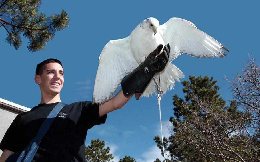 Cadet Anthony Cannone trains falcon Aurora at the U.S. Air Force Academy in Colorado. Aurora, who was the academy's mascot for 23 years, has died.
                