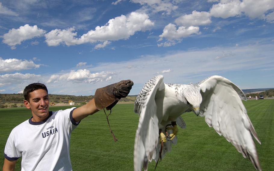 Aurora decelerates onto the glove of then-Cadet 1st Class Anthony Cannone, a U.S. Air Force Academy falconer, while practicing her flying performance for an upcoming football game in 2014.      