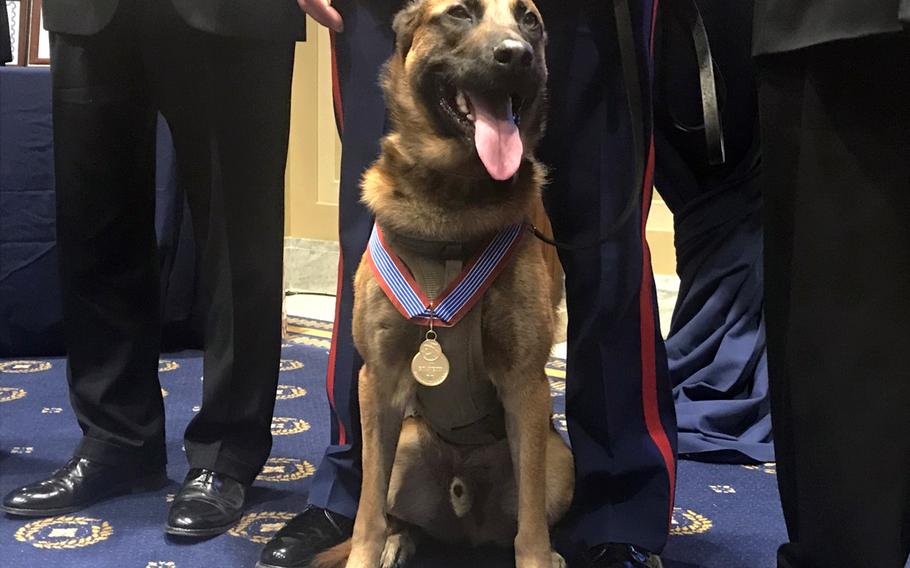 Bass, a MARSOC working dog, stands with his Medal of Bravery on Capitol Hill in Washington D.C., Nov. 14, 2019