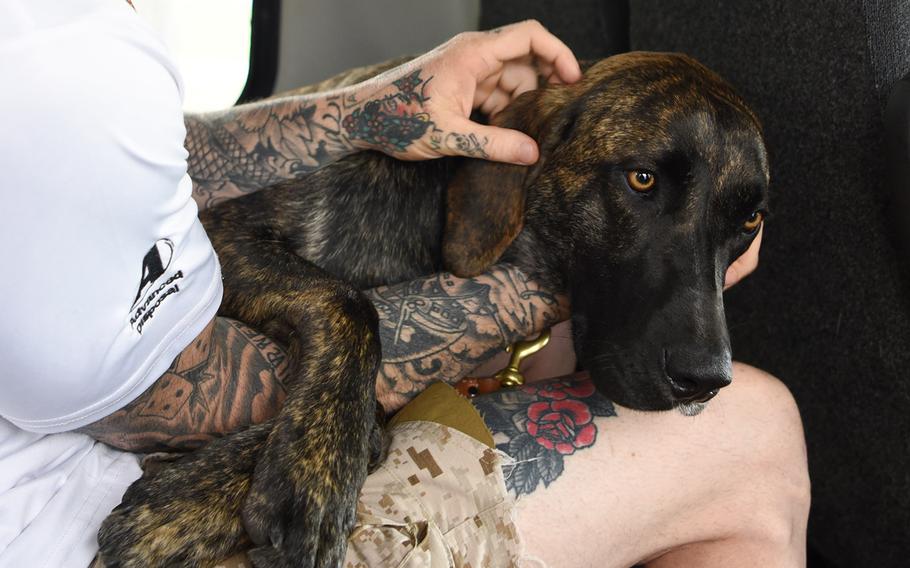 Damian Jungermann, a Navy veteran of the Afghanistan War, pets his service dog Shai, a mixed-breed Plott Hound rescue.