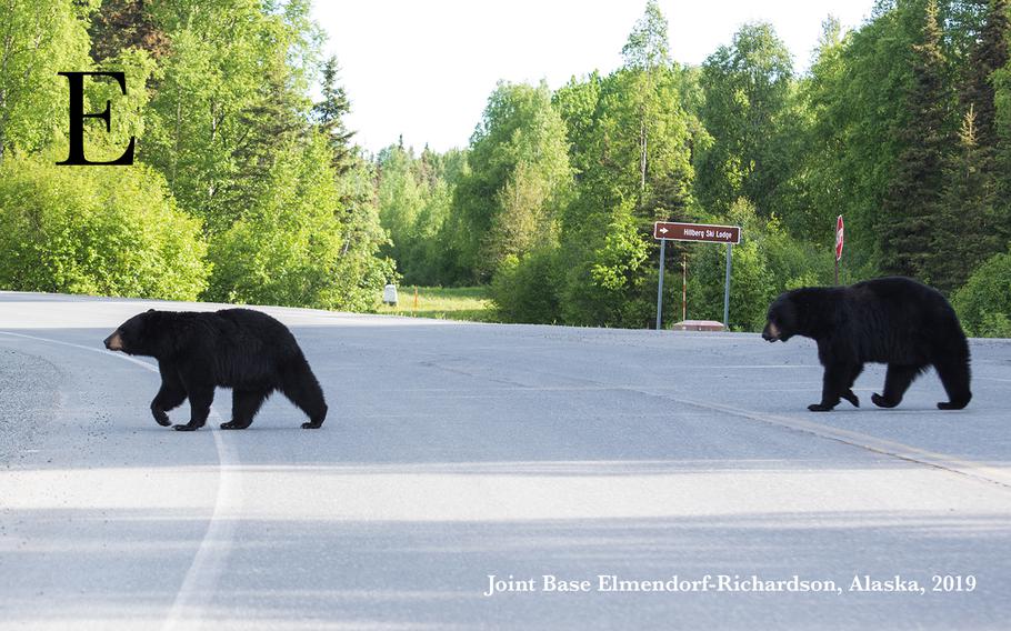 Two black bears roam around Joint Base Elmendorf-Richardson, Alaska, May 30, 2019. During the summer, bears are considerably more active, which can increase the risk of bear-related incidents. By practicing proper bear safety, Alaska residents can reduce the risk of unwanted bear encounters. 