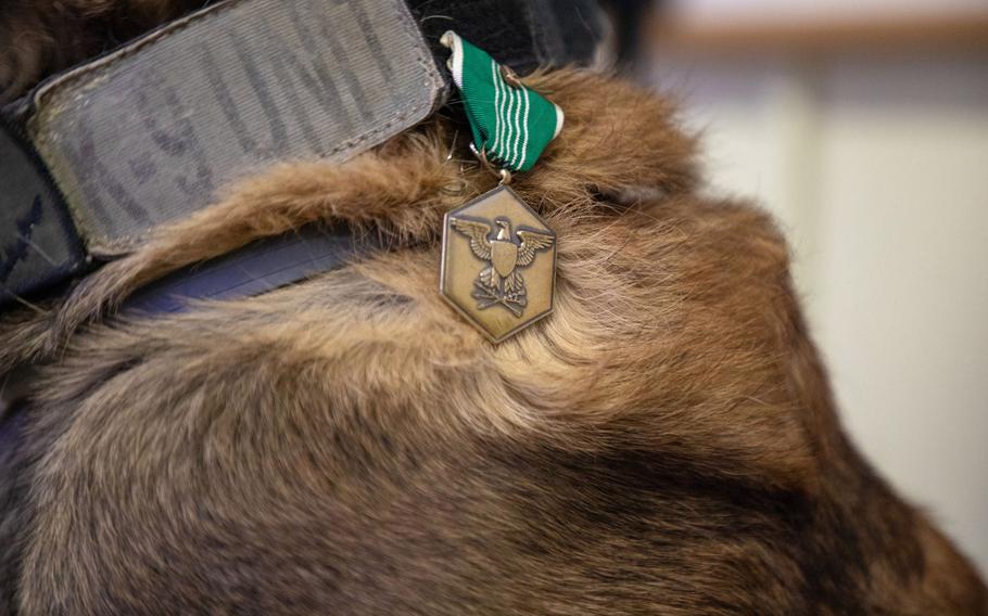 An Army Commendation Medal is attached to the collar of military working dog Fritz in Dec. 2020. Fritz and his handler, Sgt. Michael Ramirez, each received the medal after discovering a cache of explosives in Syria while deployed as part of the U.S.-led mission to defeat the Islamic State. 