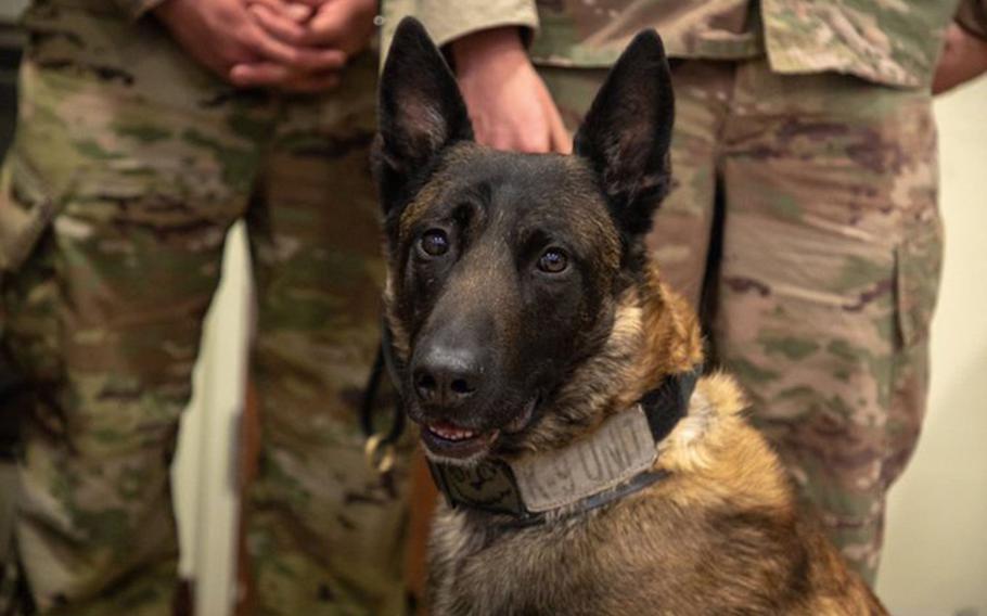 Fritz, a military working dog, and his handler Sgt. Michael Ramirez received Army Commendation Medals in December for discovering a cache of unexploded bombs in Syria.

