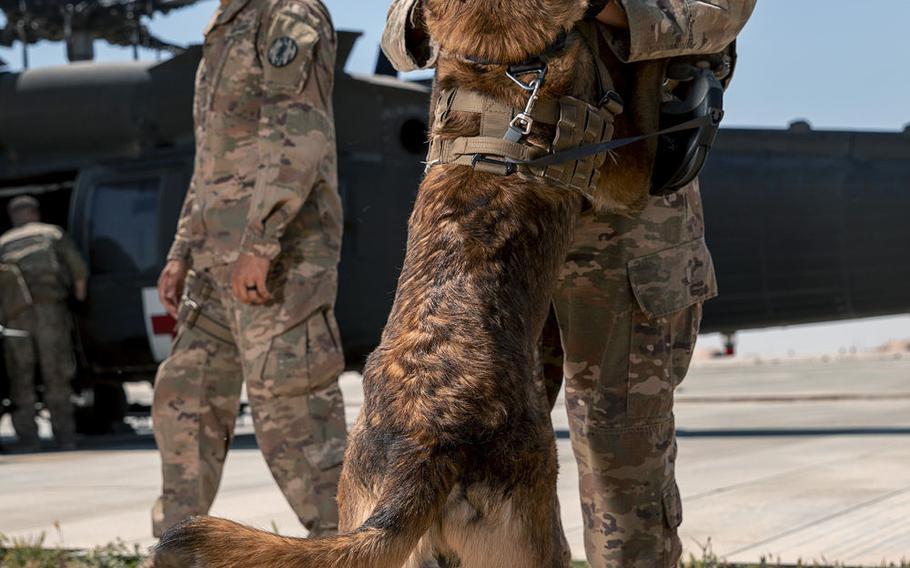 Sgt. Michael Ramirez and Fritz, his military working dog, play during a break in training at Al Asad Air Base, Iraq, May 7, 2020. Ramirez and Fritz received Army Commendation Medals in December for discovering a cache of unexploded bombs in Syria.
