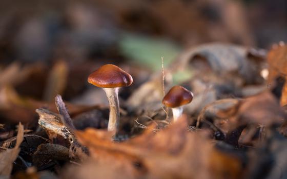 Psilocybin, the active compound in psychedelic mushrooms, may be more effective than a leading antidepressant medication in treating clinical depression, according to a study published April 15, 2021.
Thomas Angus/Imperial College London