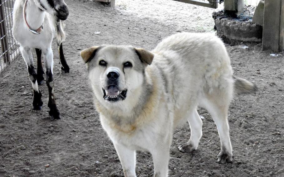Geronimo Jack, an Anatolian Shepherd, watches over the Boer goats at the Joint Readiness Training Center and Fort Polk’s farm.