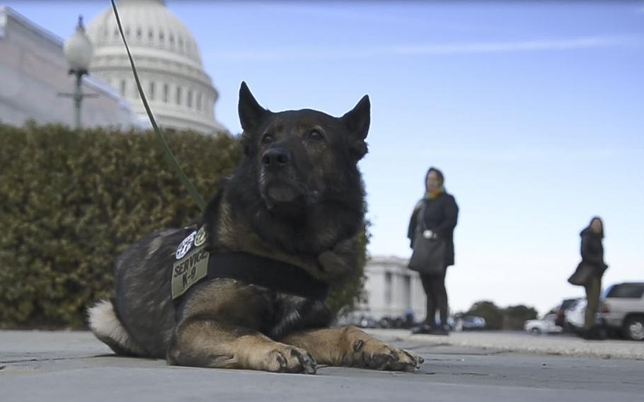 Axel, a retired law-enforcement dog, sits in front of the Capitol in Washington on Thursday, Nov. 14, 2019, prior to the start of a briefing hosted by Rep. Ron Wright, R-Texas, who announced the the K-9 Hero Act.