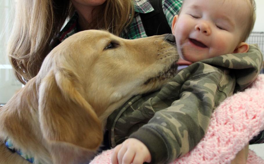Abby, one of last year's litter of future service dogs, gets acquainted with Reagan Hook, the daughter of Capt. Torry and Sara Hook, at the Warrior Canine Connection's new George F. Nussbaum Puppy Enrichment Center in Brookeville, Md., Feb. 15, 2013. Abby is being trained by Jacob Hershorin.