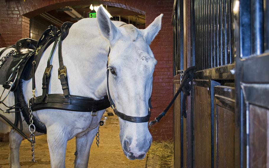 Mickey only has one eye after one was removed through surgery a few years ago. He still participates in funerals at Arlington National Cemetery.