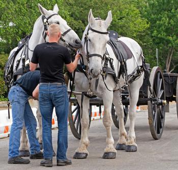 Horses play with each other as two members of the Old Guard try to hook them up to the caisson behind them. 