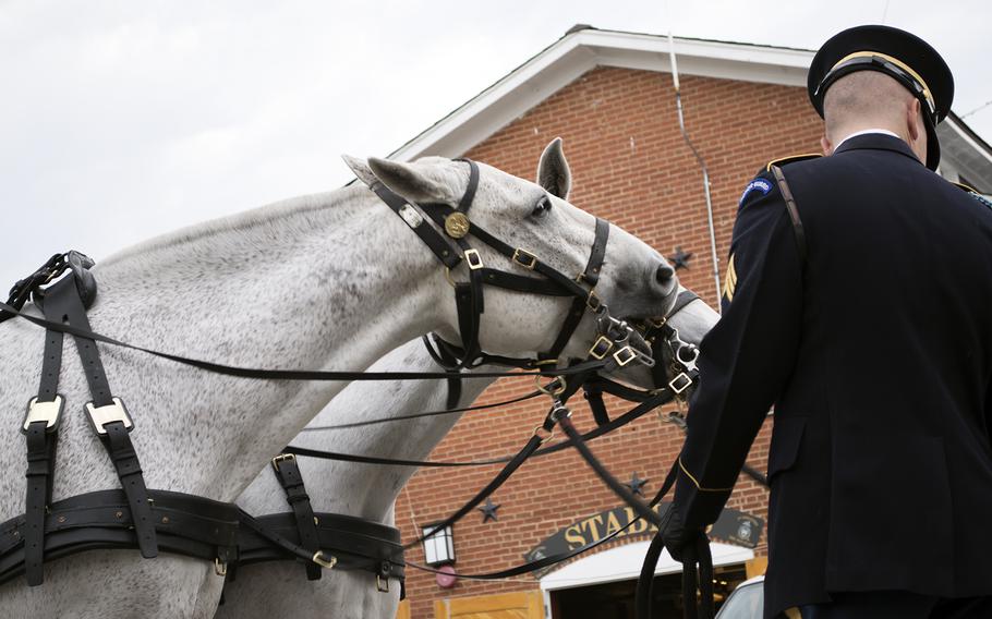 Two horses playfully nip each other at the stables at Fort Myer while an Old Guard member looks away. 