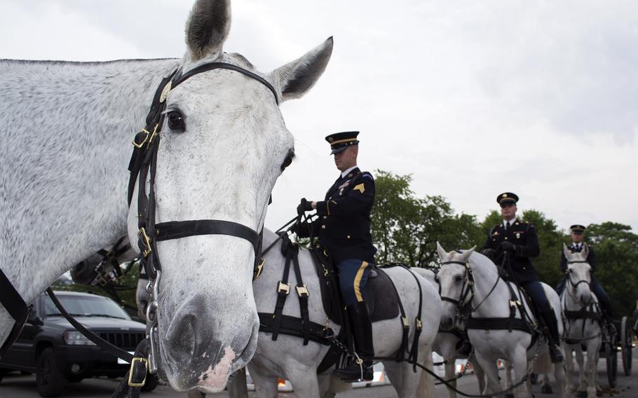 A horse photobombs a picture at Fort Myer as soldiers in the background get ready to head to Arlington National Cemetery. 