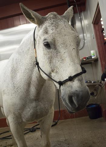 A horse drips with water at Fort Myer, Va., after getting a shower in the early morning hours. 