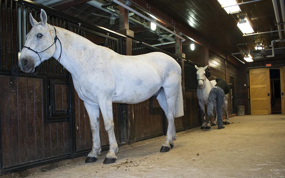 A horse is surprised by the camera flash as Spc. Henry Williams brushes a horse in the background at Fort Myer. 