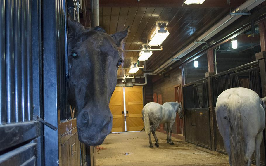 A horse gives a photographer a "what do you think you're doing look?" at the stables in Fort Myer. 