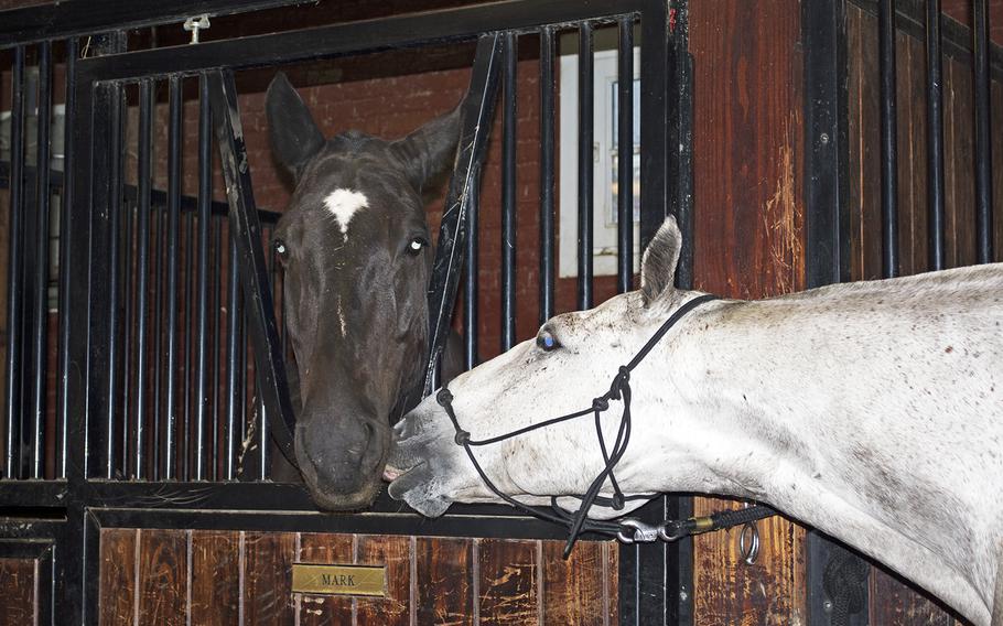 Two horses snuggle as one waits to go to Arlington National Cemetery and another gets the day off at Fort Myer, Va. 