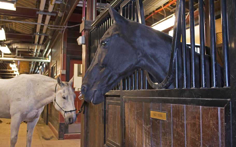 Sgt. York is a cap horse that participated in the funeral procession for President Ronald Reagan. A cap horse means that ht was riderless and walked behind the caisson bearing the flag-draped casket. 