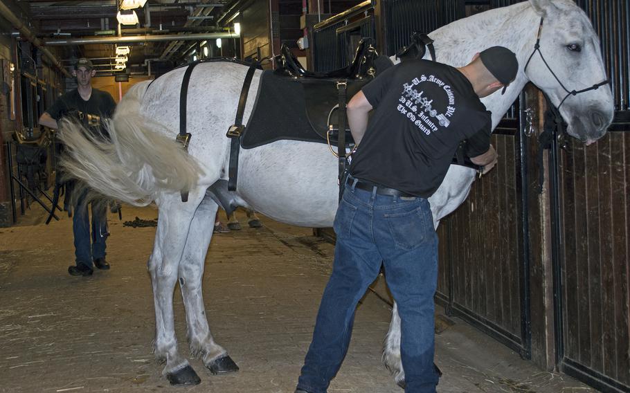 A horse swings his tail in annoyance as an Old Guard servicemember straightens the harness. 