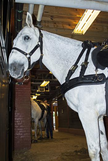 A horse checks out the camera at Fort Myer before it gets attached to a caisson and participates in funerals at Arlington National Cemetery. 