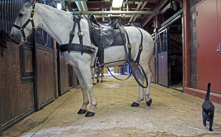 A barn cat — nicknamed Rihanna by some members of the Old Guard — walks by horses waiting to get hooked up to the caisson before they leave for Arlington National Cemetery. 