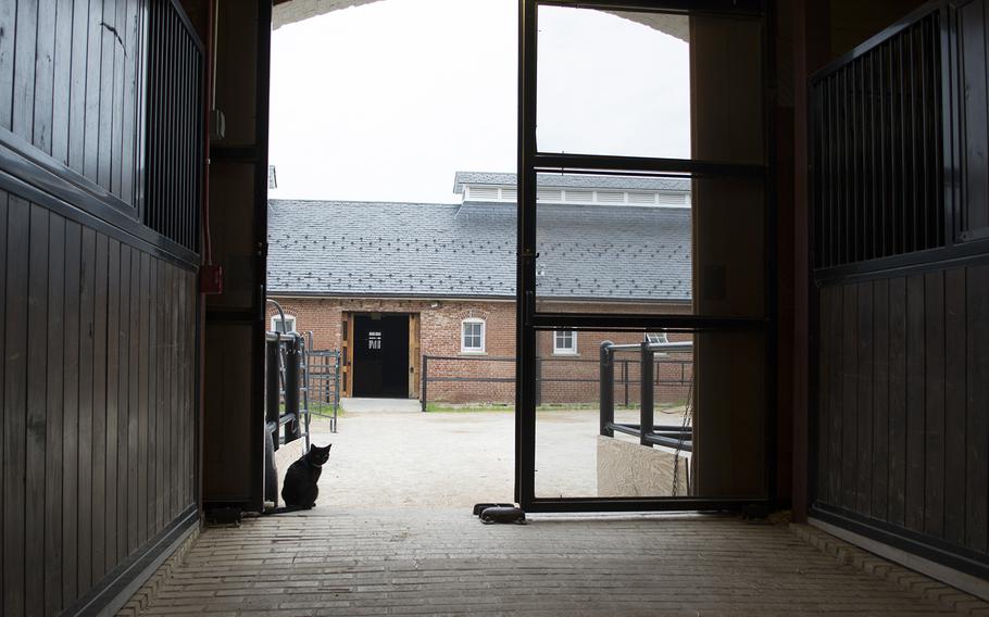 A barn cat — nicknamed Rihanna by some members of the Old Guard — sits at the stables at Fort Myer, Va., as the horses are prepped for funerals at Arlington National Cemetery. 