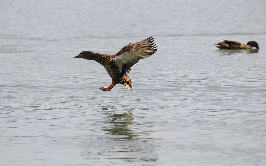 A duck prepares for a landing on Stoyer's Dam at Bubeck Park in Schuylkill Haven, Pa., on March 19, 2015.