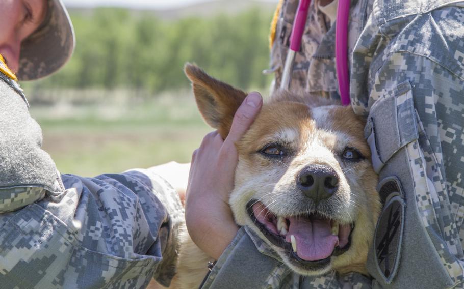 Capt. Emilee Alms, right, a veterinarian with the 407th Civil Affairs Battalion, 308th Civil Affairs Brigade, and Spc. Anna Peterson, perform a vaccination during a veterinary civil assistance event at Cheyenne River Indian Reservation, S.D., in support of Golden Coyote training exercise June 9, 2015.