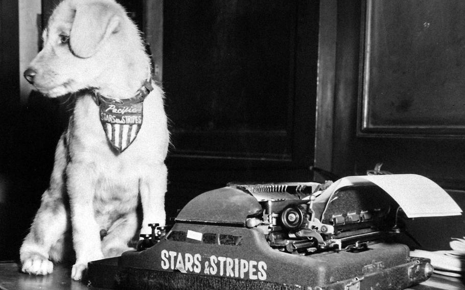 "Scoop", mascot dog of the Korea Bureau of Stars and Stripes personnel posed at his typewriter on Sept. 28, 1950. 